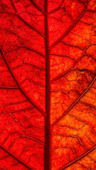 Obraz premium A vibrant red and orange leaf with intricate veins on a white background
