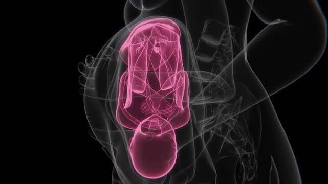 Pregnant Woman And Fetus X-Ray Video | Fetus indication video blue to red animation