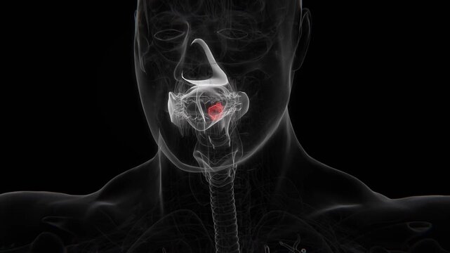 Nasopharyngeal Cancer Cells in Vertical HQ Video | Nasopharyngeal Cancer Cells Indication X-Ray Video