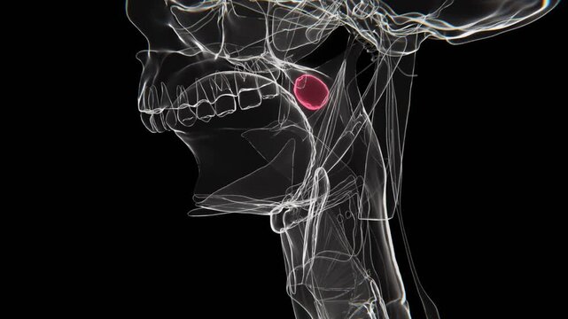 Xray Video of Palatine Tonsils of humans | Palatine Tonsils Xray video in HD | Human Palatine Tonsils HD Video