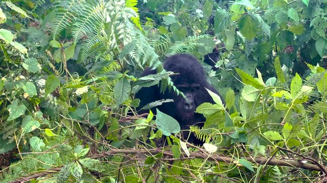 Juvenile male observes trekker from dense ferns and leaves of Bwindi's Afromontane rainforest; biome rich with Cyathea ferns, Xymalos shrubs; socially subordinate in troop led by dominant silverback.​