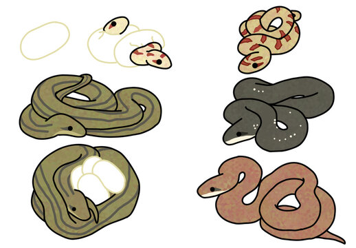 growth of Elaphe quadrivirgata and 3 types