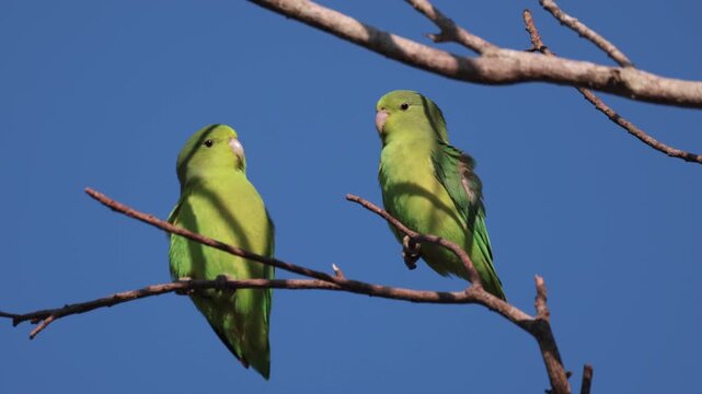 Tropical South American Cobalt-rumped Parrotlet parrot bird perched in Rainforest jungle tree