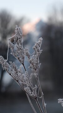 Vertical close up of frost covered plant with soft winter background at Walensee Switzerland