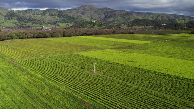Wide aerial push-in over vibrant green vineyards, descending toward mustard flowers as clouds drift above the valley mountains, In Napa Valley.