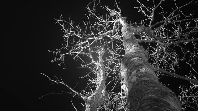 A dramatic low angle infrared shot of a leafless tree reaching into a black sky, perfect for horror, mystery, or abstract nature themes.