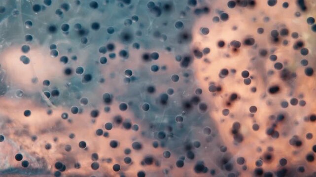 Detailed close-up of translucent frog eggs suspended in water. Black dots of developing embryos are visible within clear jelly spheres, capturing the biological process of amphibian reproduction.