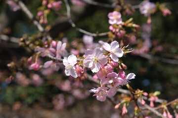 Gentle pink Kawazu-zakura cherry blossoms blooming with soft bokeh background