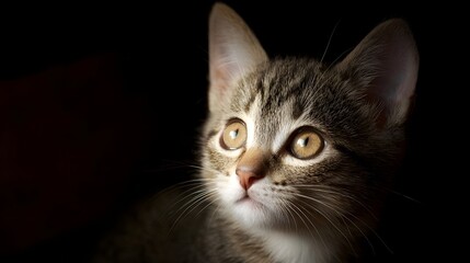 Fototapeta premium Close up portrait of a curious tabby kitten with captivating golden eyes softly illuminated against a dark background
