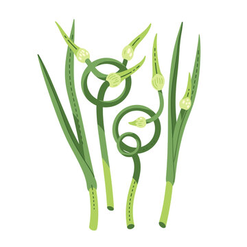 Curved green garlic scapes with small bulbs on a plain white background. Isolated transparent background ( include cut-out PNG file )