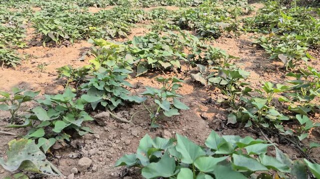 Professional RAW eye level wide angle shot of a flourishing sweet potato (Misti Alu) plantation in Bangladesh, 4K UHD 30fps.