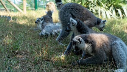 Ring-tailed lemur (Lemur catta) sitting and walking on green grass in a natural outdoor enclosure. Curious primate with long striped tail showing typical behavior and posture. © daniele