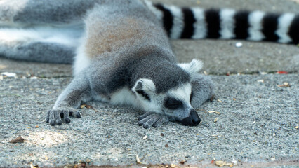 Ring-tailed lemur (Lemur catta) sitting and walking on green grass in a natural outdoor enclosure. Curious primate with long striped tail showing typical behavior and posture. © daniele