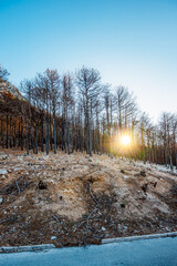 Obraz premium Burnt pine forest on the slopes of Biokovo mountain overlooking the Makarska Riviera, consequences of a forest fire in Croatia.