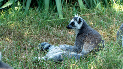 Ring-tailed lemur (Lemur catta) sitting and walking on green grass in a natural outdoor enclosure. Curious primate with long striped tail showing typical behavior and posture. © daniele
