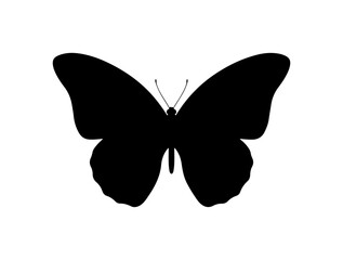 Elegant black butterfly silhouette with spread wings