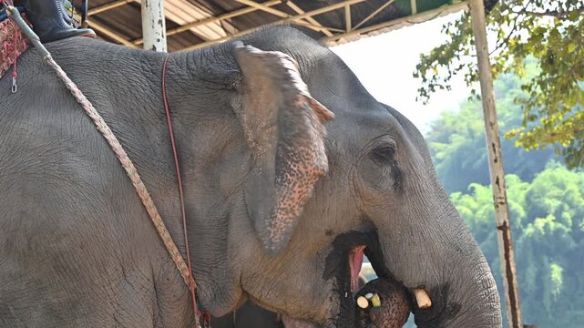 Side view of Asian elephant (Elephas maximus) living in wildlife conservation area in Chiang Rai province of Thailand. The Asian elephant is the largest land mammal in Asia.