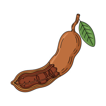 A brown tamarind pod with a green leaf and internal seeds. Isolated transparent background ( include cut-out PNG file )