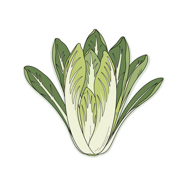 Hand drawn green chicory head with pointed leaves on a white background. Isolated transparent background ( include cut-out PNG file )