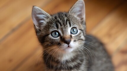 A close up portrait of a curious tabby kitten with striking blue eyes looking directly at the