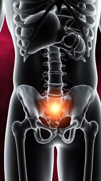 Human skeletal system with highlighted lower abdomen in a medical visualization