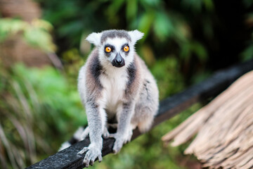 Fototapeta premium A ring-tailed lemur with striking bright yellow eyes stares directly at the viewer, perched on a tree branch in its natural habitat.