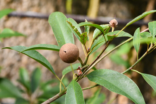 サポジラ　Sapodilla / Chewing gum tree