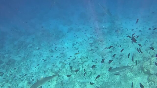 Fish Tank and Vaavu Shipwreck with vibrant deep sea and dance of the Reef Fish at Maldives	