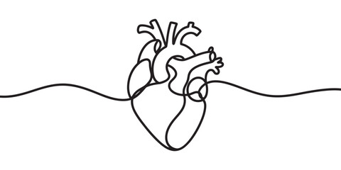 Minimalist single line art illustration of a human anatomical heart isolated on white Vector, illustration