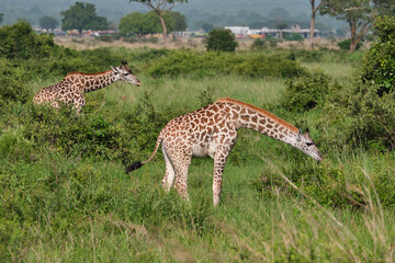 Obraz premium Wild giraffe in its natural African habitat surrounded by trees