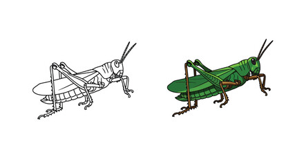A vibrant green grasshopper illustration stands alongside its detailed black and white outline, showcasing both a colorful insect and a coloring page template