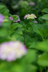 アジサイをマクロレンズで撮影