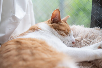 窓辺で眠る可愛い猫　茶トラ白	