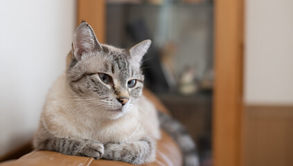 見つめる猫　シャムトラ猫	
