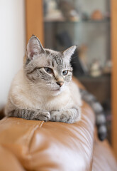 見つめる猫　シャムトラ猫	