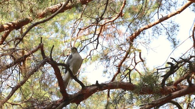 A goshawk in a tree. A bird perches on a pine branch and watches for prey, then quickly flies away.