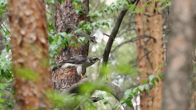 A goshawk after a hunt. A goshawk perches on a pine tree, pinning its prey to the branch with its paws and nibbling pieces of meat. It looks around, emitting a high-pitched, ringing screech.