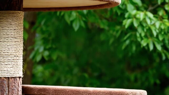 Bengal cat exploring a scratching post tower. Domestic animal climbing and sniffing on cat furniture for exercise and play.