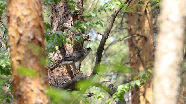A goshawk after a hunt. A goshawk perches on a pine tree, pinning its prey to a branch with its paws, and looks around.
