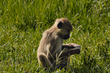 Obraz premium Little monkey infant exploring nature in its natural habitat