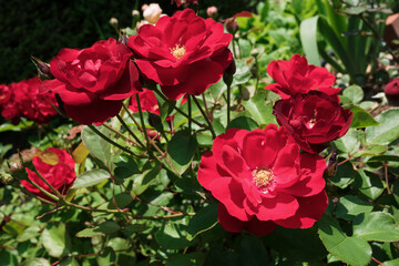 赤いバラの花（リリーマルレーン "Lili Marleen"）