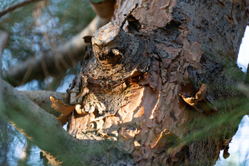 Close-Up of Tree Bark with Cut Branch and Resin