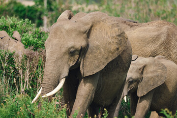 Wild elephants protecting their young baby in natural habitat