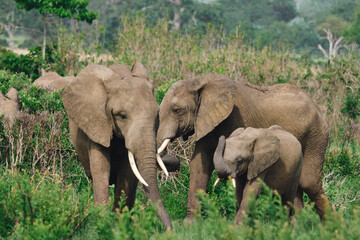 Wild elephants protecting their young baby in natural habitat