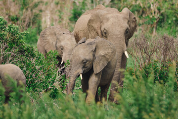 Wild elephants protecting their young baby in natural habitat