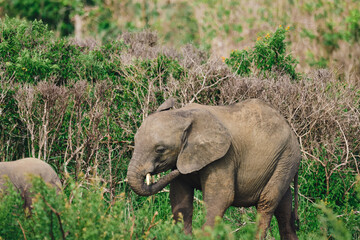 Wild elephants protecting their young baby in natural habitat