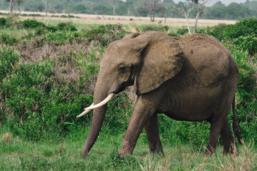 Wild elephants protecting their young baby in natural habitat