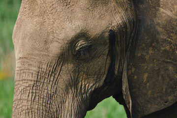 Wild elephants protecting their young baby in natural habitat