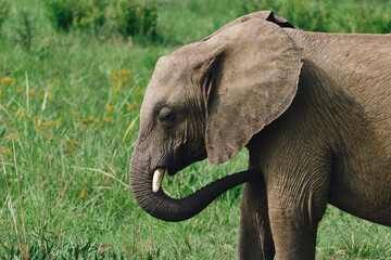 Wild elephants protecting their young baby in natural habitat