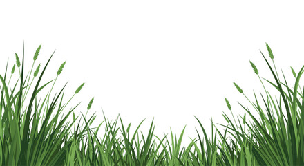 Fototapeta premium Close up of vibrant green grass blades and seed heads growing tall against a bright white background for nature theme.
